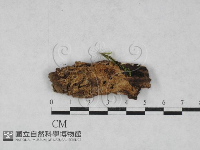 登錄號:F0028015藏品圖，第1張