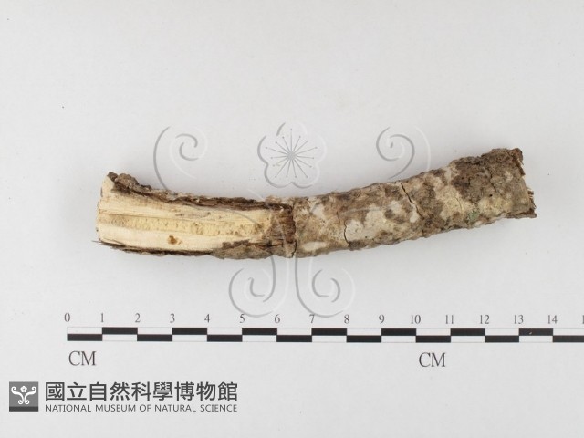 登錄號:F0026015藏品圖，第1張