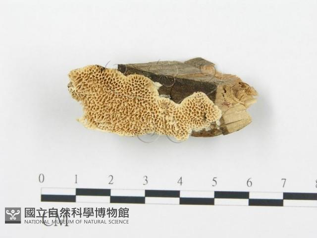 登錄號:F0006015藏品圖，第1張