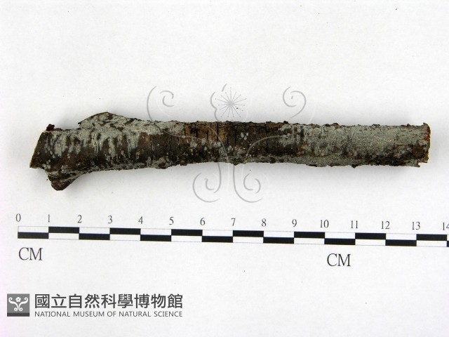 登錄號:F0021015藏品圖，第1張