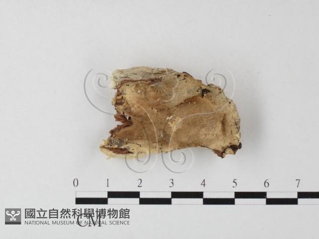 登錄號:F0024015藏品圖，第1張