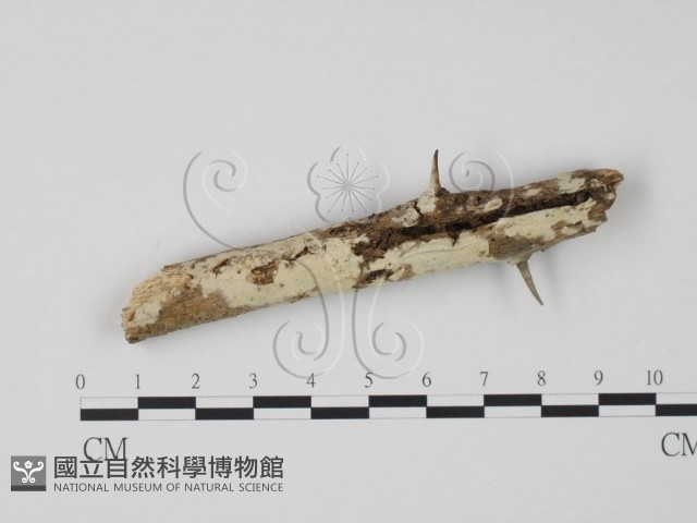 齒耳菌屬藏品圖，第1張