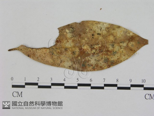 小菇屬藏品圖，第1張