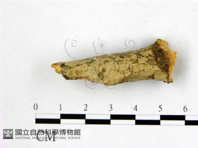 登錄號:F0012015藏品圖，第1張