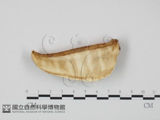 登錄號:F0007015藏品圖，第1張