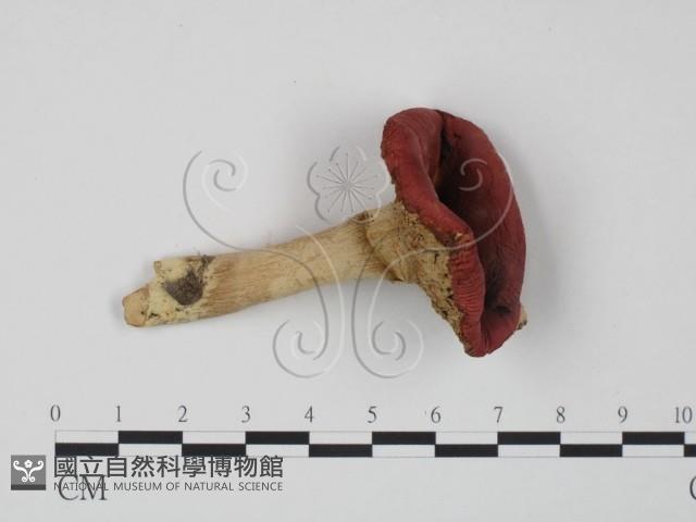 紅菇屬藏品圖，第1張