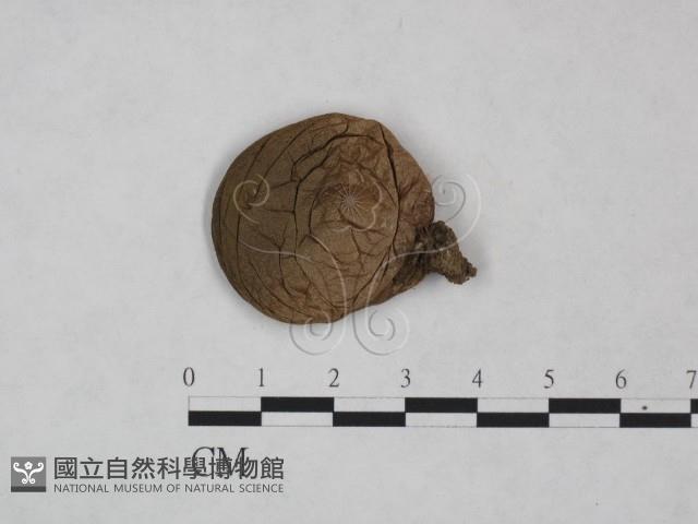 登錄號:F0025015藏品圖，第1張
