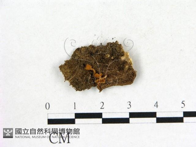 登錄號:F0015015藏品圖，第1張