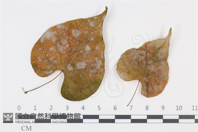 登錄號:F0035015藏品圖，第1張
