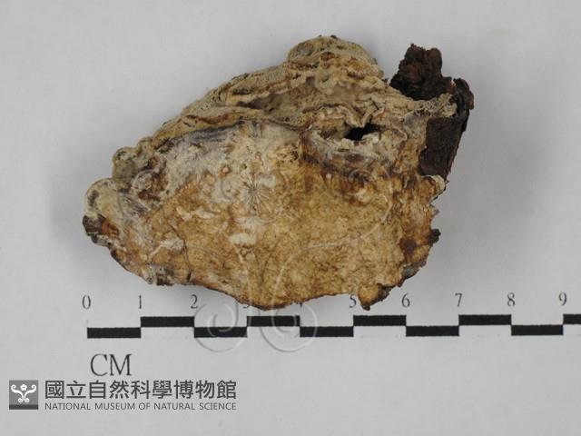 薄孔菌屬藏品圖，第1張