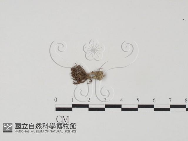 登錄號:F0009015藏品圖，第1張