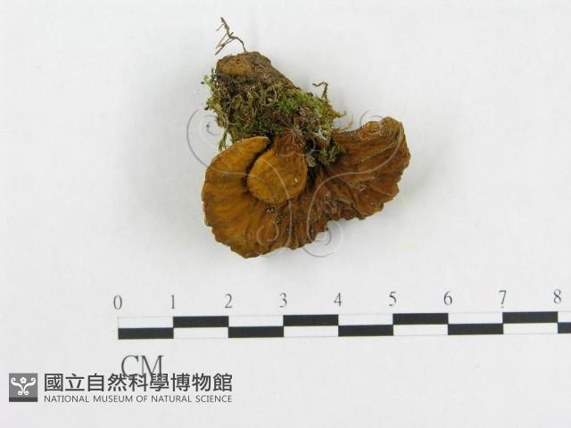 登錄號:F0019015藏品圖，第1張