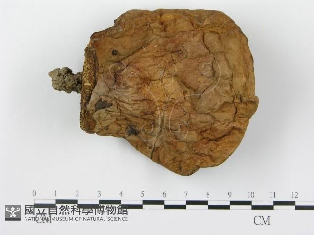 登錄號:F0013015藏品圖，第1張