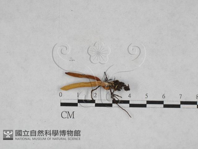 登錄號:F0028315藏品圖，第1張