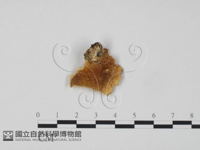 登錄號:F0006315藏品圖，第1張