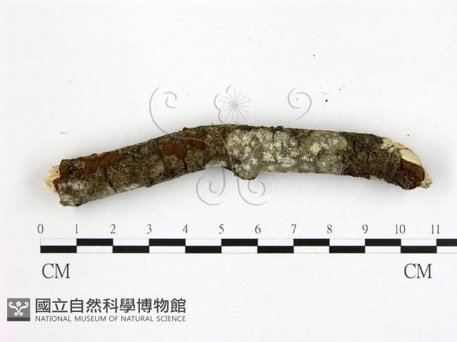 登錄號:F0001315藏品圖，第1張