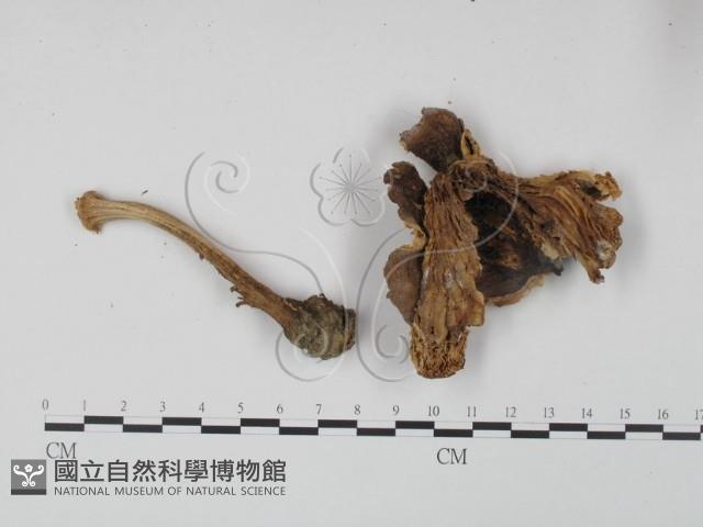 登錄號:F0014315藏品圖，第1張