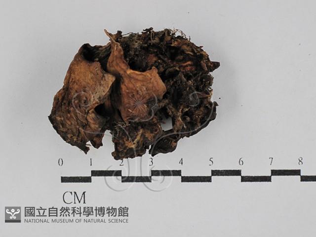 登錄號:F0029315藏品圖，第1張