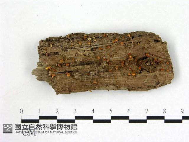 登錄號:F0009315藏品圖，第1張