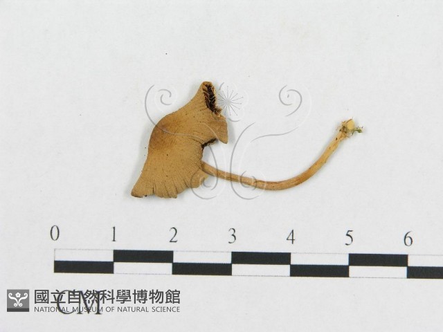 登錄號:F0003315藏品圖，第1張