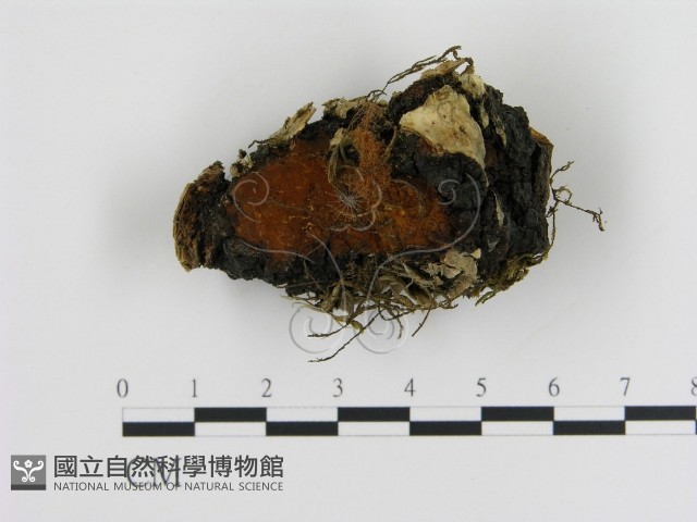 登錄號:F0008045藏品圖，第1張