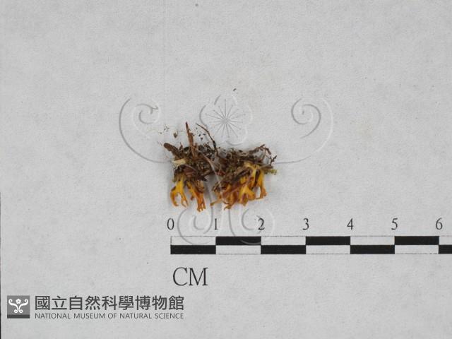 登錄號:F0028295藏品圖，第1張