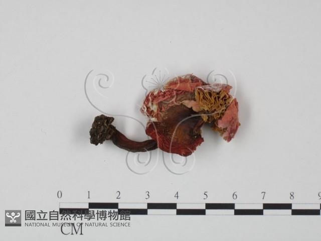 紅菇屬藏品圖，第1張