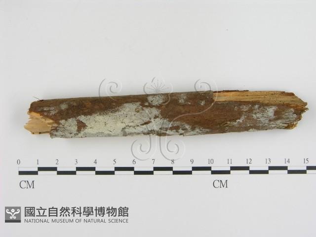 登錄號:F0000295藏品圖，第1張