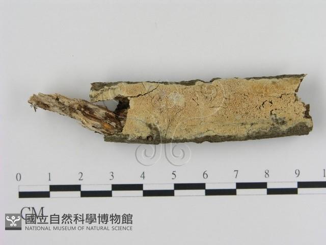 登錄號:F0010295藏品圖，第1張