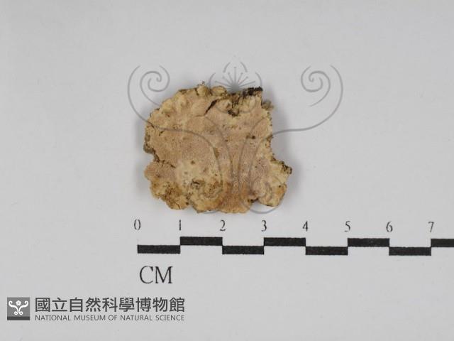 絲齒菌屬藏品圖，第1張