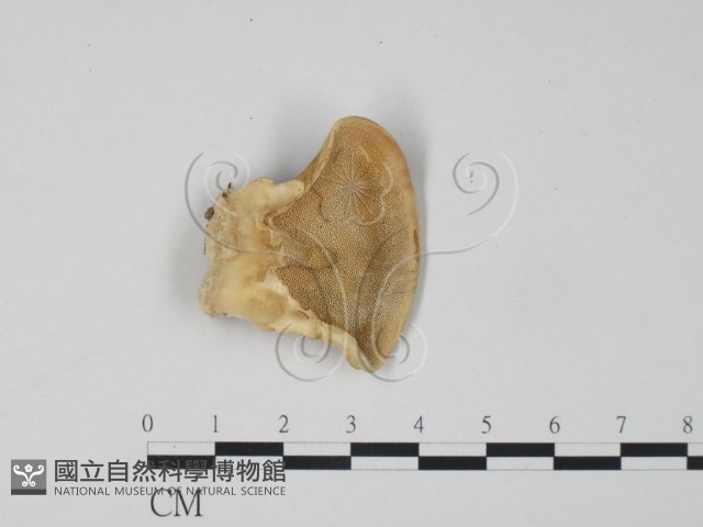 登錄號:F0006295藏品圖，第1張