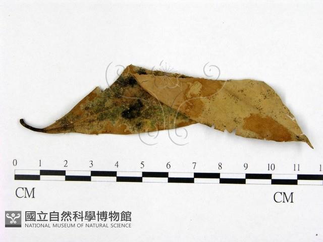 登錄號:F0021295藏品圖，第1張