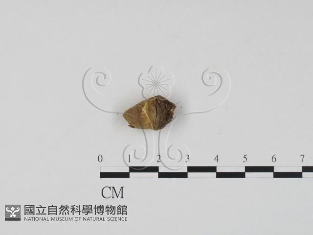 登錄號:F0001295藏品圖，第1張