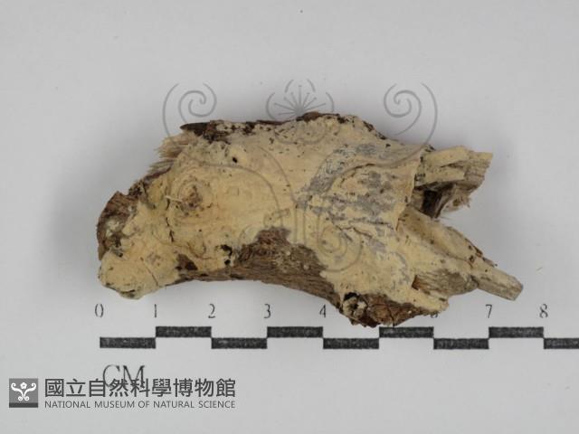 登錄號:F0031295藏品圖，第1張