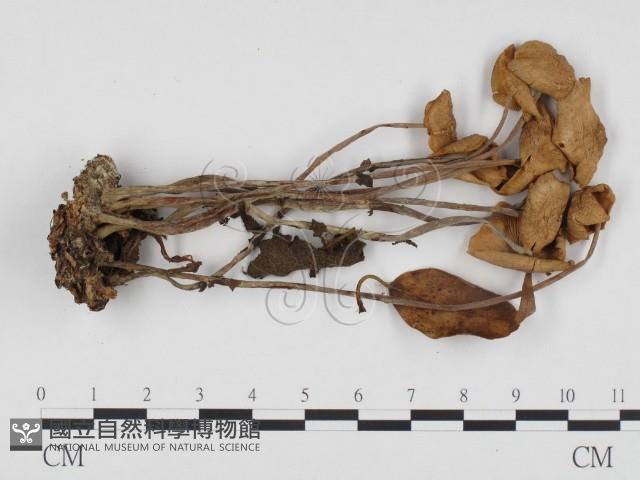 登錄號:F0024295藏品圖，第1張
