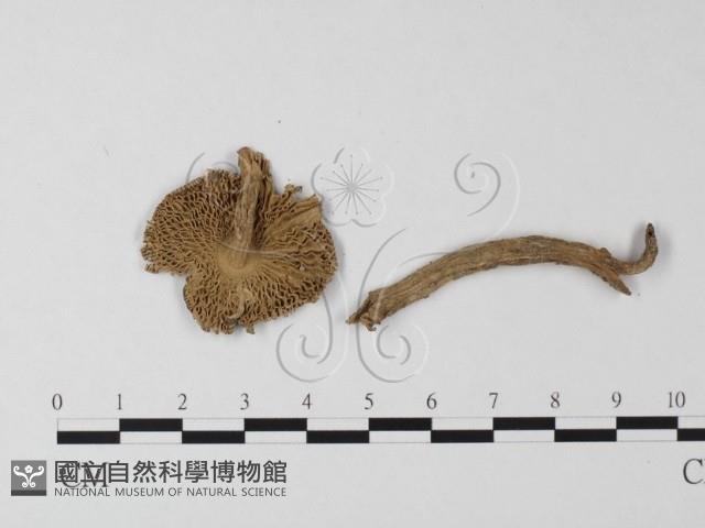 登錄號:F0002295藏品圖，第1張