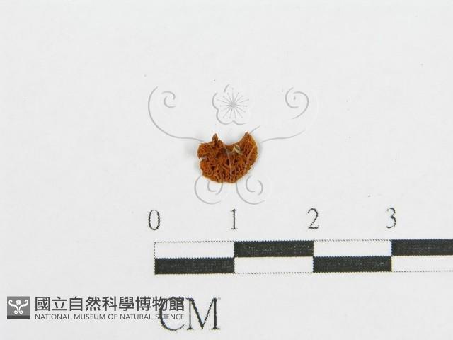 登錄號:F0012295藏品圖，第1張