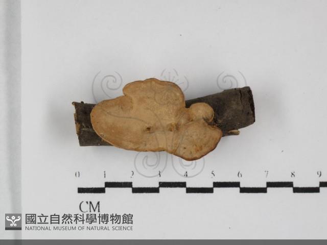 登錄號:F0032295藏品圖，第1張