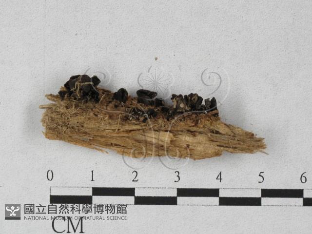 登錄號:F0027295藏品圖，第1張