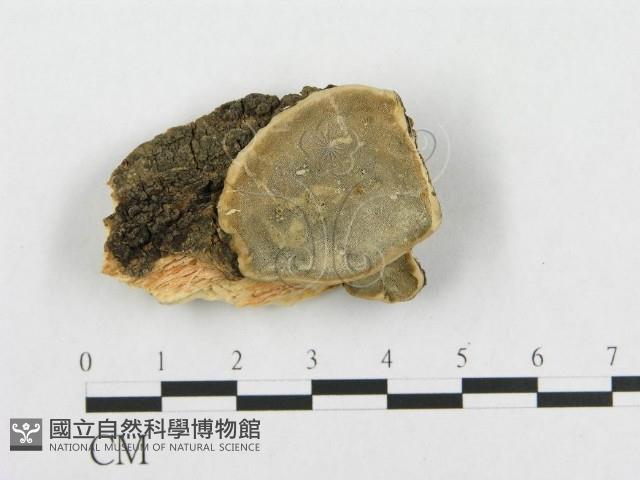 登錄號:F0007295藏品圖，第1張
