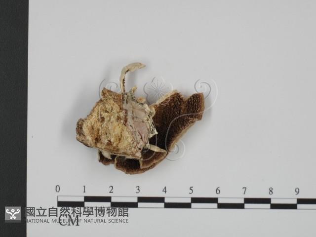 登錄號:F0017295藏品圖，第1張