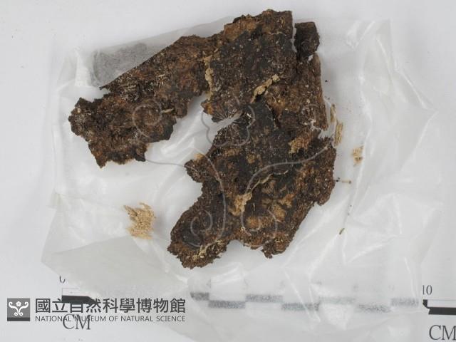 登錄號:F0005295藏品圖，第1張