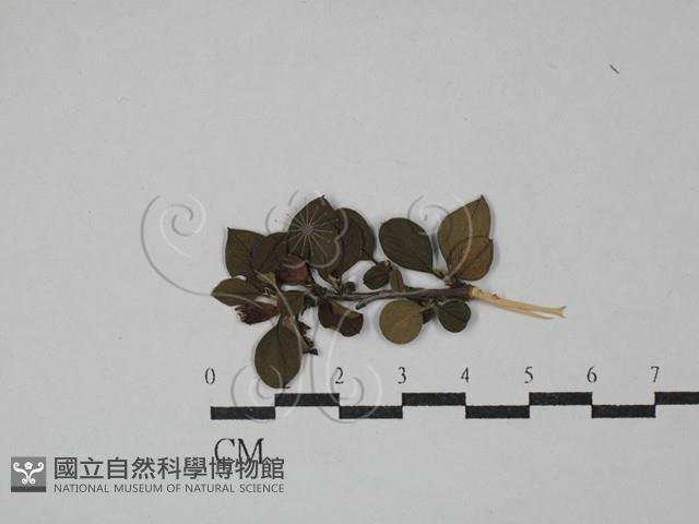 登錄號:F0029295藏品圖，第1張