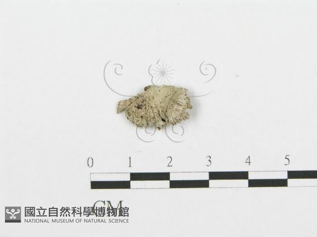 裂褶菌藏品圖，第1張