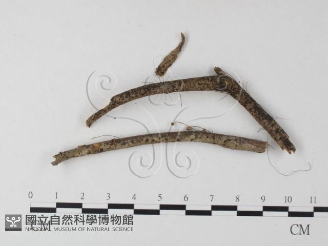 登錄號:F0023295藏品圖，第1張