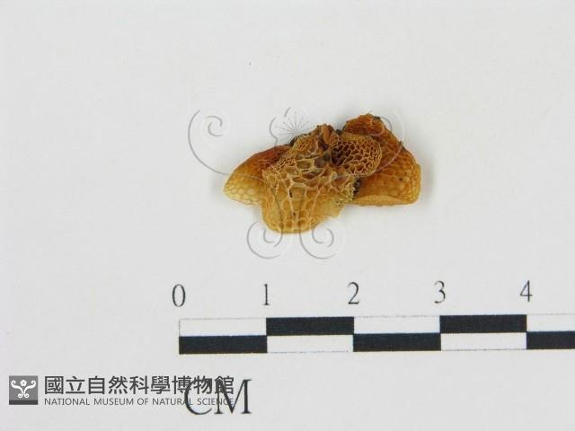 登錄號:F0003295藏品圖，第1張