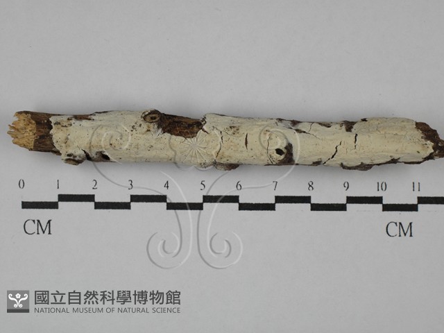 絲皮菌屬藏品圖，第1張