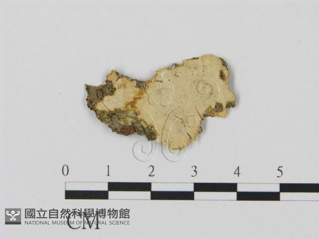 登錄號:F0008895藏品圖，第1張