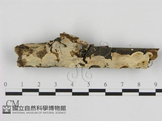 刺皮菌屬藏品圖，第1張
