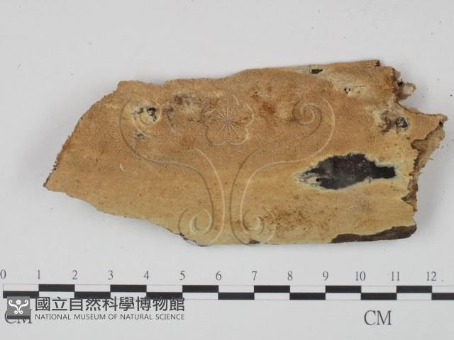 登錄號:F0000895藏品圖，第1張